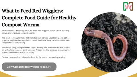What to Feed Red Wigglers Complete Food Guide for Healthy Compost Worms