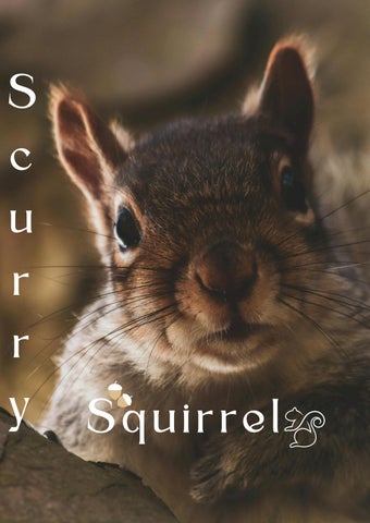 Scurry squirrel