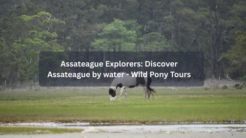 Assateague Explorers: Discover Assateague by water - Wild Pony Tours
