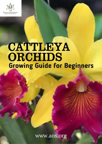 Cattleya Orchids Growing Guide for Beginners
