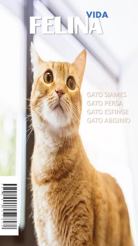 revista de gatos terminado