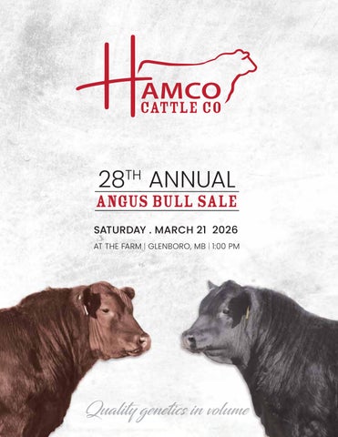 Hamco Cattle Co. 28th Annual Angus Bull Sale - Glenboro, MB