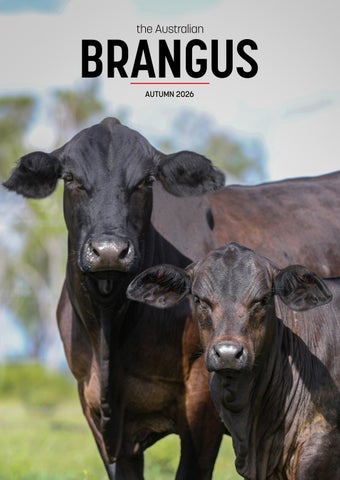 the Australian BRANGUS | Autumn 2026