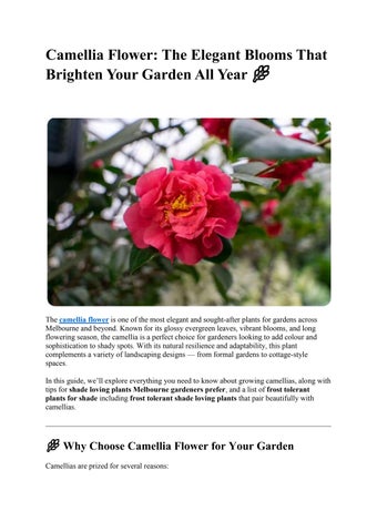 Camellia Flower: The Elegant Blooms That Brighten Your Garden All Year
