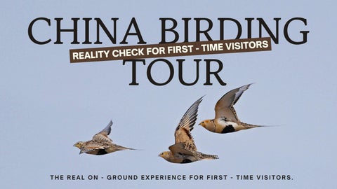 China Birding Tour Reality Check for First - Time Visitors