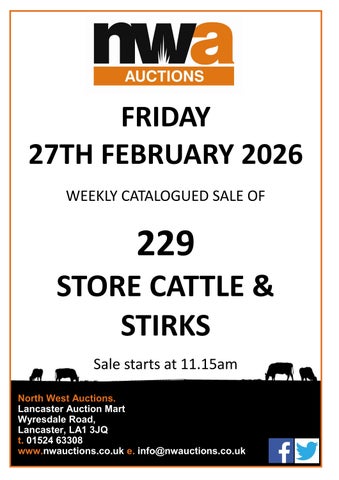 Lancaster Store Cattle