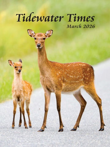 March 2026 Tidewater Times Web Magazine
