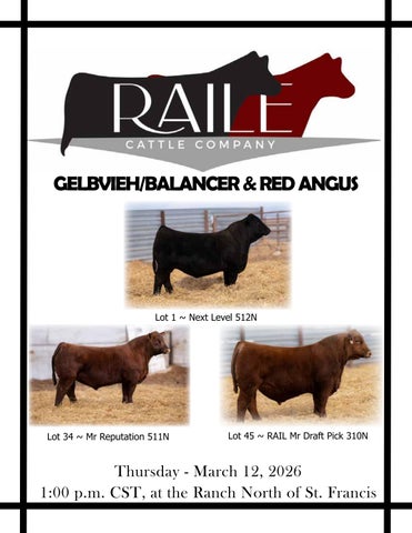 Raile Cattle Company Bull Sale
