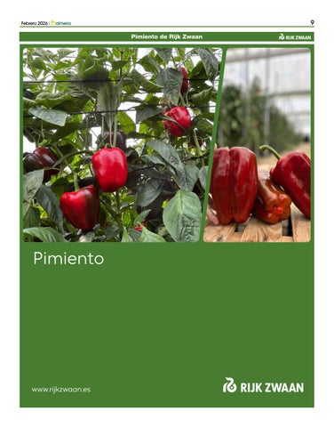 RIJK ZWAAN ESPECIAL PIMIENTO FHALMERIA FEBRERO 2026