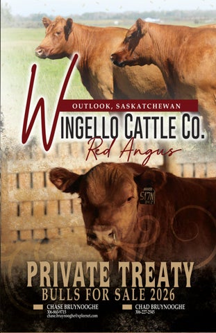 Wingello Cattle Co. Red Angus Private Treaty Bull Sale 2026