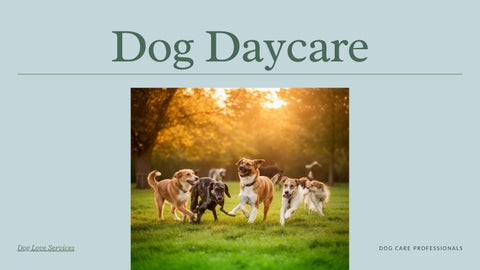 Doggy Day Care Adelaide | Professional Dog Care Services