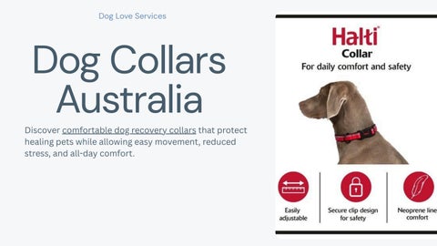 Comfortable Dog Recovery Collars | Gentle Healing Support