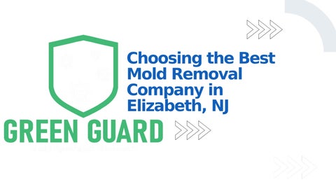 Choosing the Best Mold Removal Company in Elizabeth, NJ