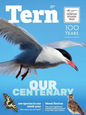 Tern – Spring 2026
