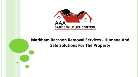 Markham Raccoon Removal Services - Humane And Safe Solutions For The Property
