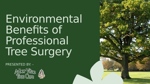 Arbor Vitae Tree Care 