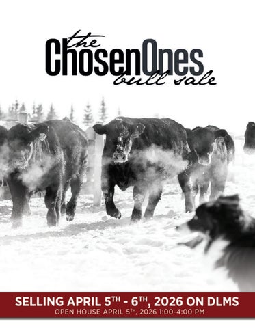 Dun Rite The Chosen Ones Bull Sale - DLMS Farm Gate Timed Auction