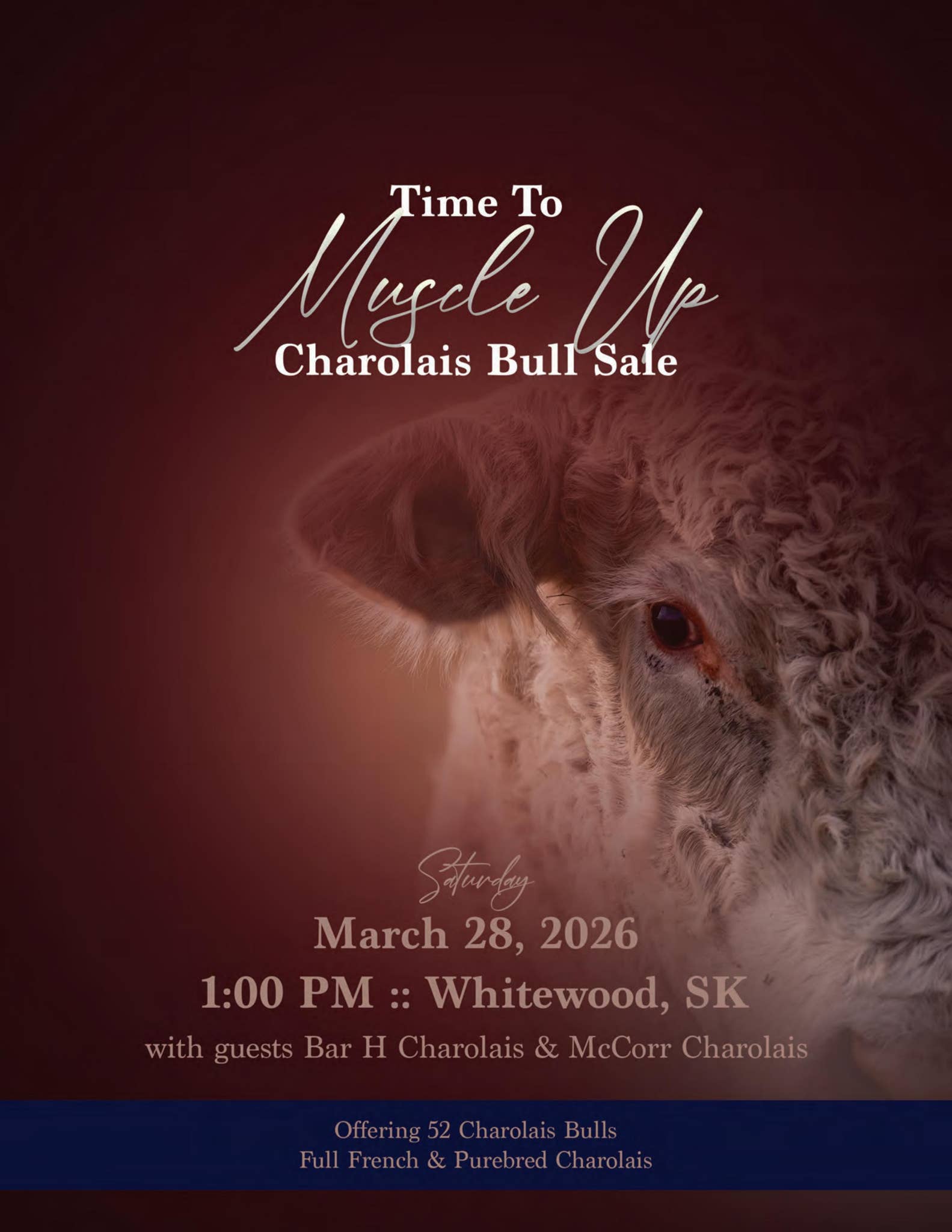 Time to Muscle Up Charolais Bull Sale - Whitewood, SK by DLMS