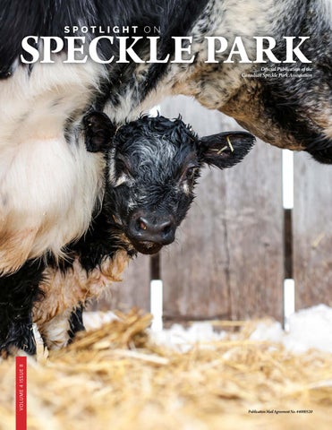 Spotlight On Speckle Park Spring 2026 