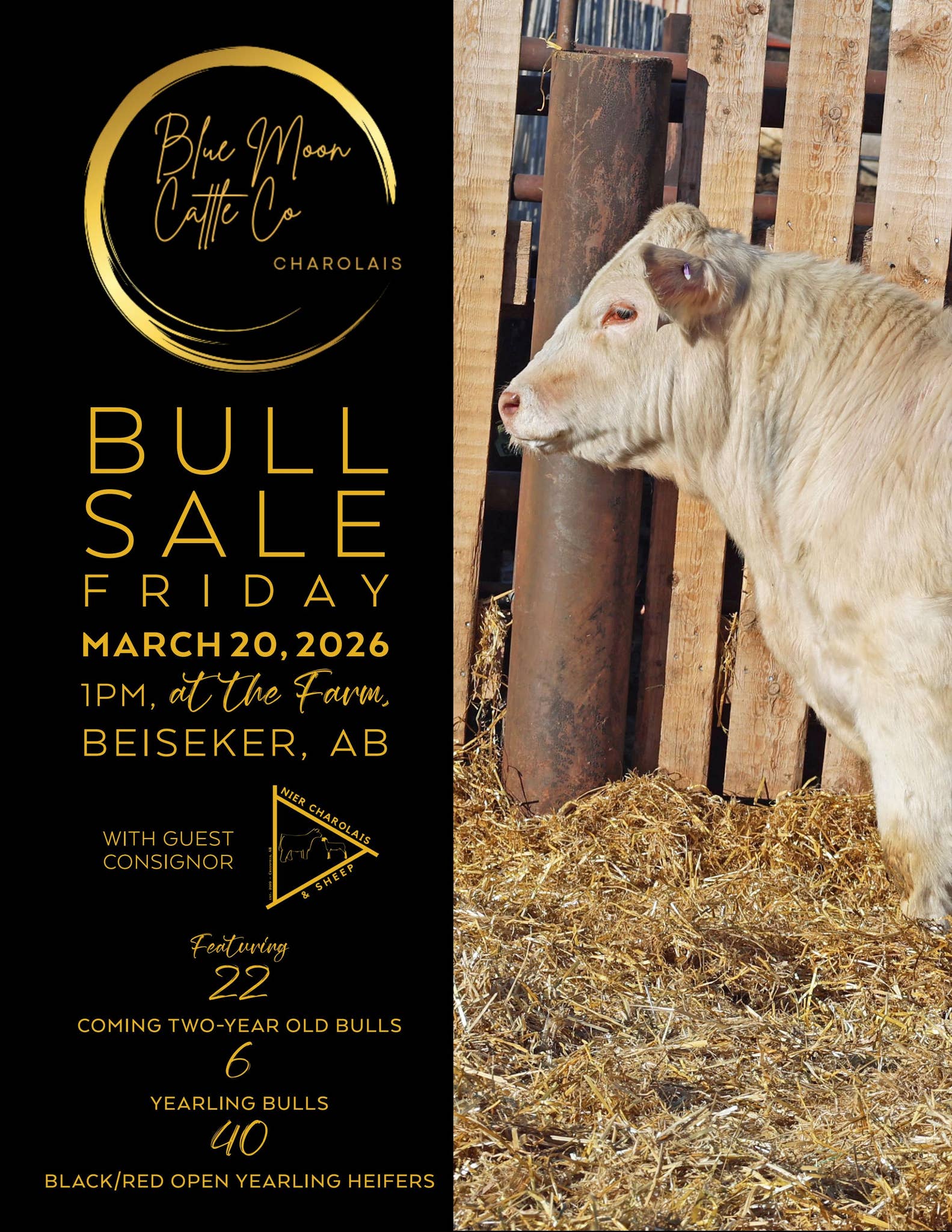 Blue Moon Cattle Co Bull Sale 2026 by K-Cow Design - Issuu