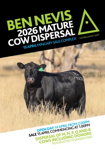 Ben Nevis 2026 Mature Cow Dispersal