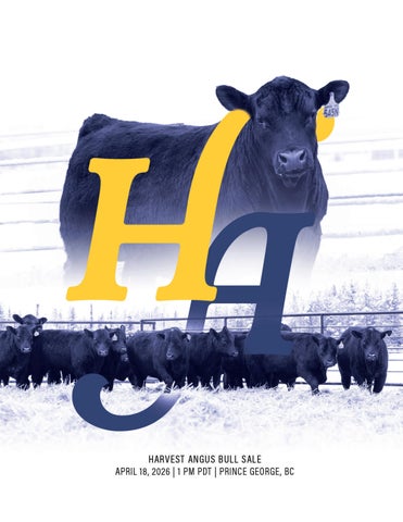 Harvest Angus Bull Sale