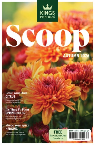 Autumn Scoop 2026