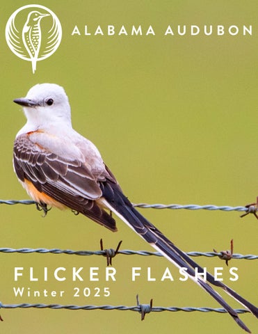 Flicker Flashes Winter 2025 // Alabama Audubon 