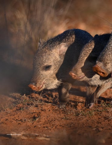 Texas Wildlife Association Javelina Feature Dec. 2025