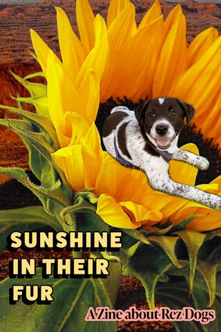 Sunshine in their fur: A Rez Dog Zine
