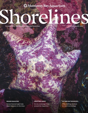 Shorelines Spring/Summer 2026