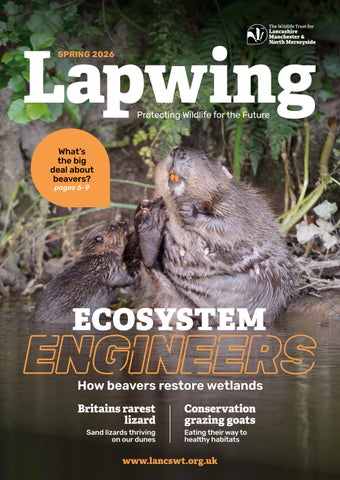 Lapwing Magazine | Spring 2026