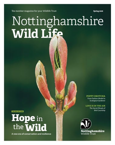 Nottinghamshire Wildlife Trust Member Magazine Spring 2026