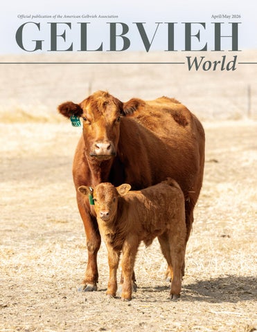 April/May 2026 Gelbvieh World