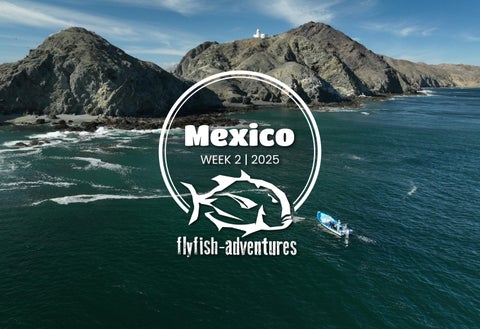 MEXICO | November & December 2025 (week 2)