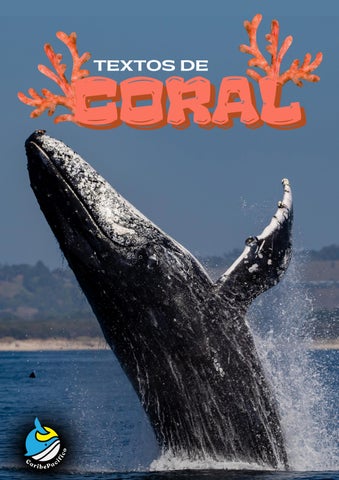 Foto-ensayo de la vida marina