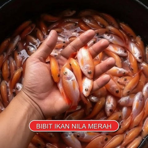 Jual bibit ikan nila 085178921511