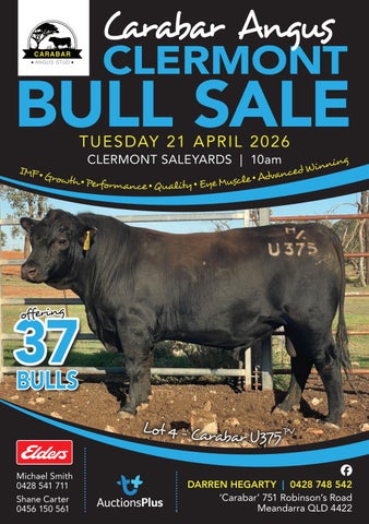 Carabar Angus 2026 Clermont Sale 