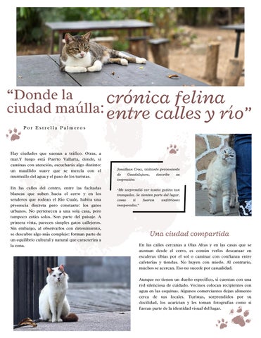 Puerto Vallarta: Crónica felina entre calles y río. 