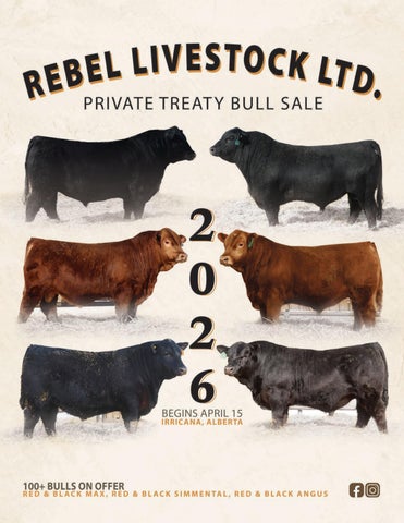 Rebel Livestock Ltd. Private Treaty Bull Sale 2026