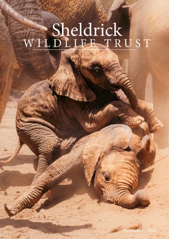 SWT Annual Newsletter 2025