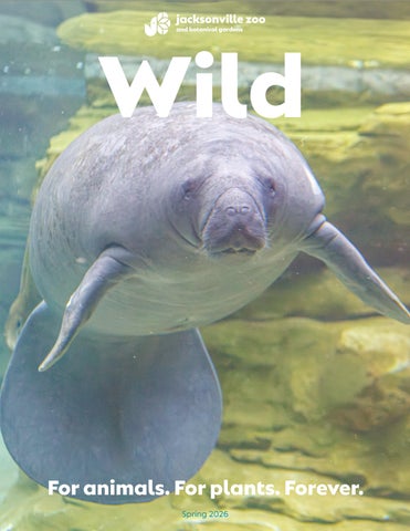 Jacksonville Zoo and Gardens Spring Issue of Wild Magazine 