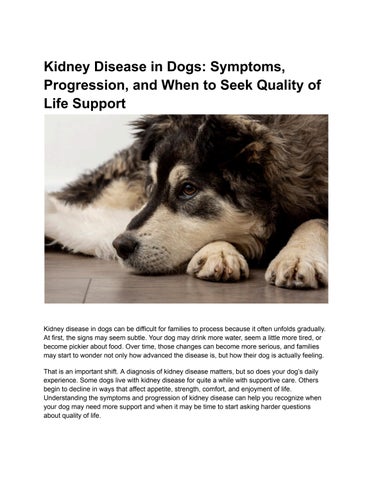 Kidney Disease in Dogs_ Symptoms, Progression, and When to Seek Quality of Life Support