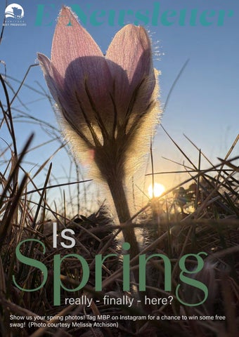 Manitoba Beef Producers E-Newsletter: April 24/2026