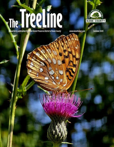 Summer TreeLine Newsletter 2026
