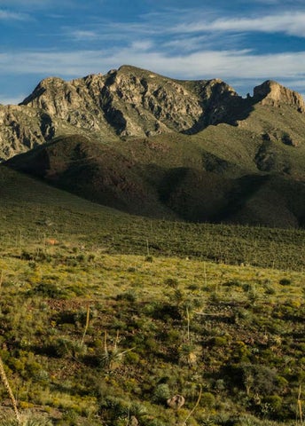 Herencia 德文 la Tierra, Sotol. Legacy of the Land. 第 14 页
