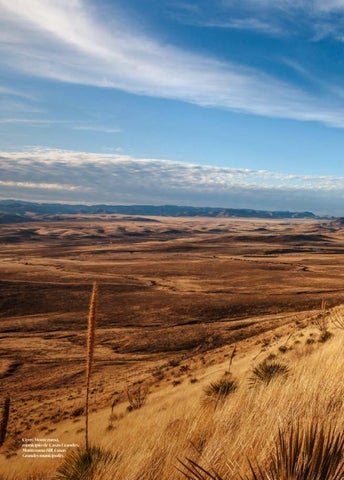 Herencia 德文 la Tierra, Sotol. Legacy of the Land. 第 4 页