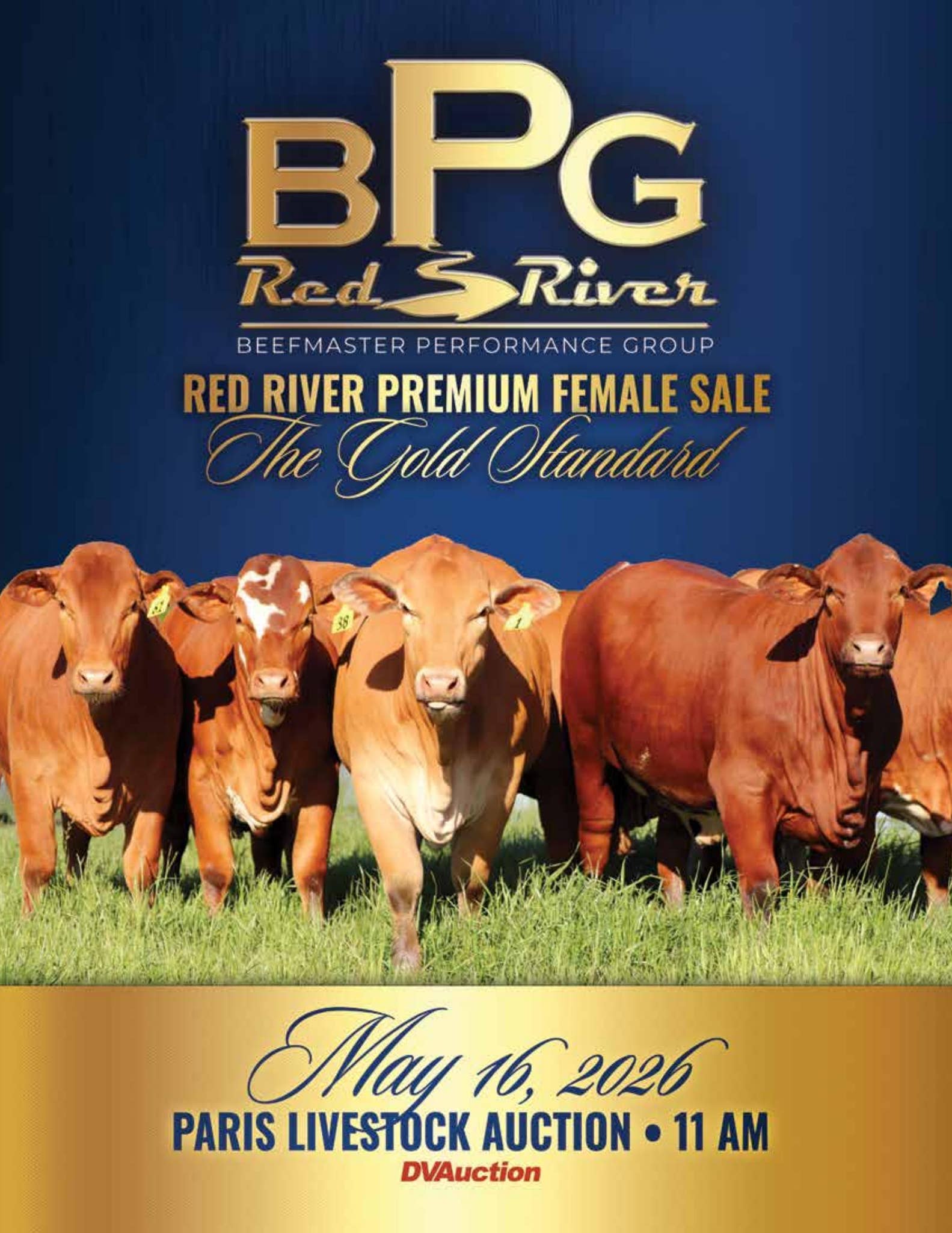Red Beefmaster Red River Beefmaster Performance Group Premium Heifer Sale 2026 by ...