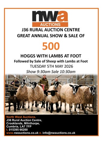 HOGGS AND LAMBS 050526