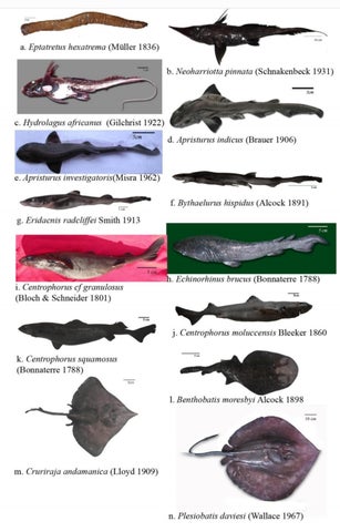 Deep sea fish of india